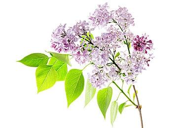 任天堂将在《塞尔达传说：王国之泪》周年发布OST